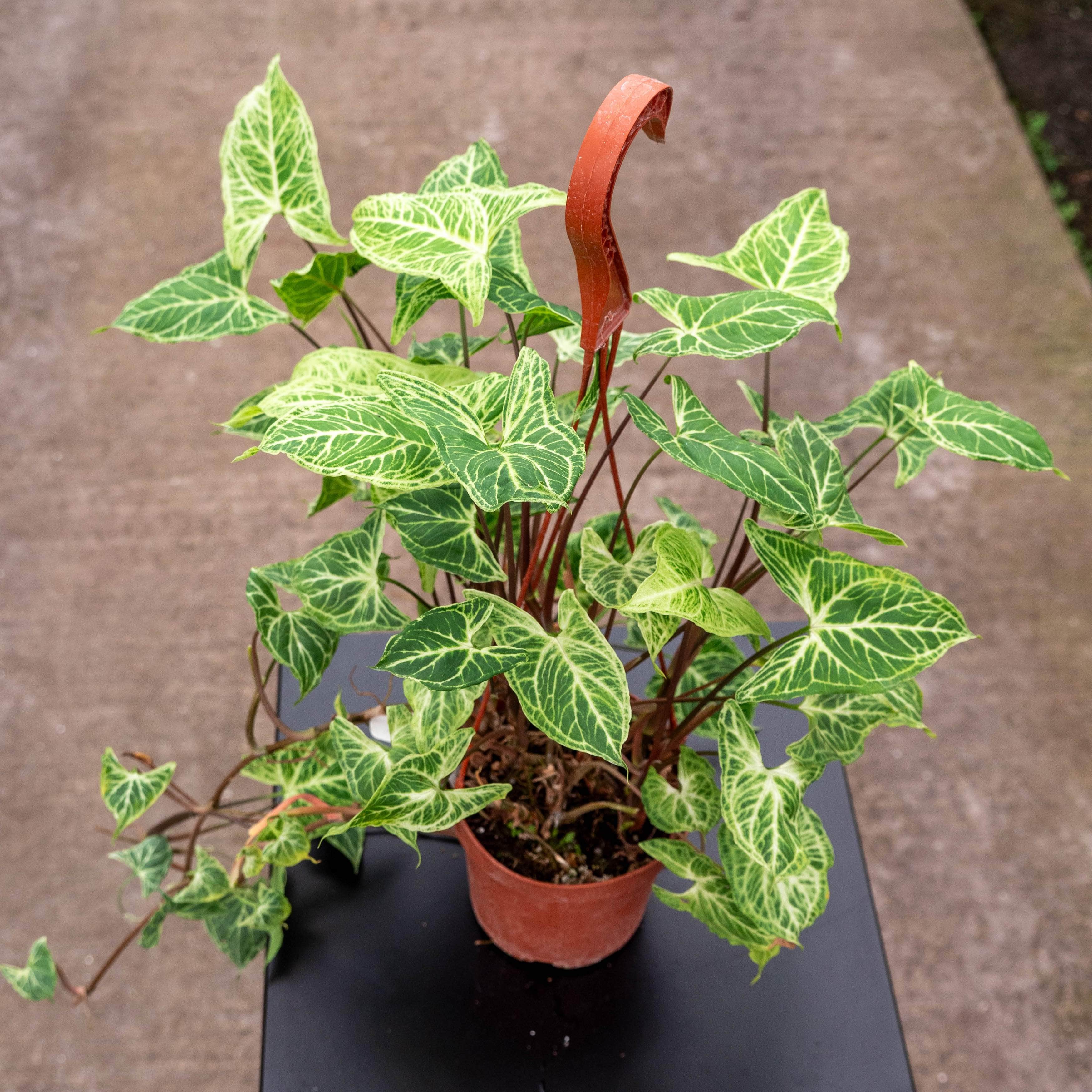 Syngonium podophyllum 'Batik' - 5" Hanging Basket