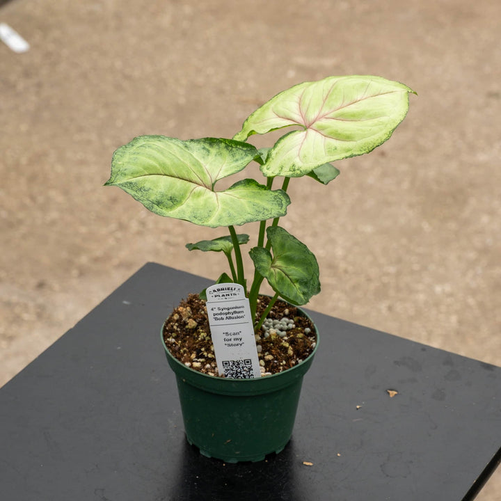 Gabriella Plants Syngonium Syngonium podophyllum &
