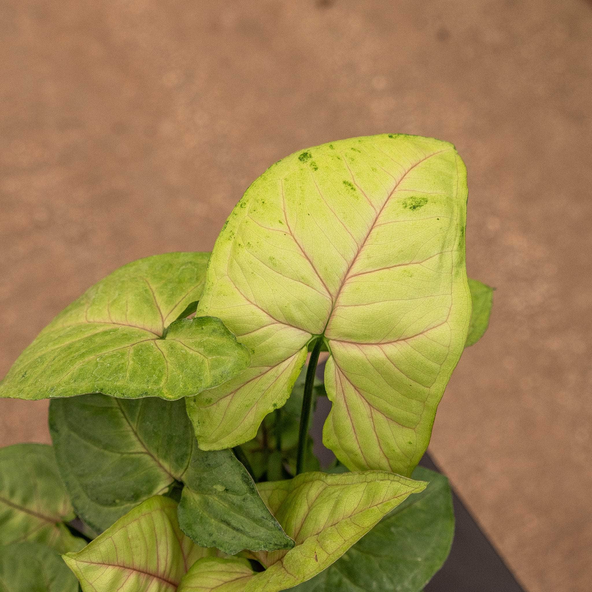 Syngonium podophyllum 'Cream Allusion' Gabriella Plants