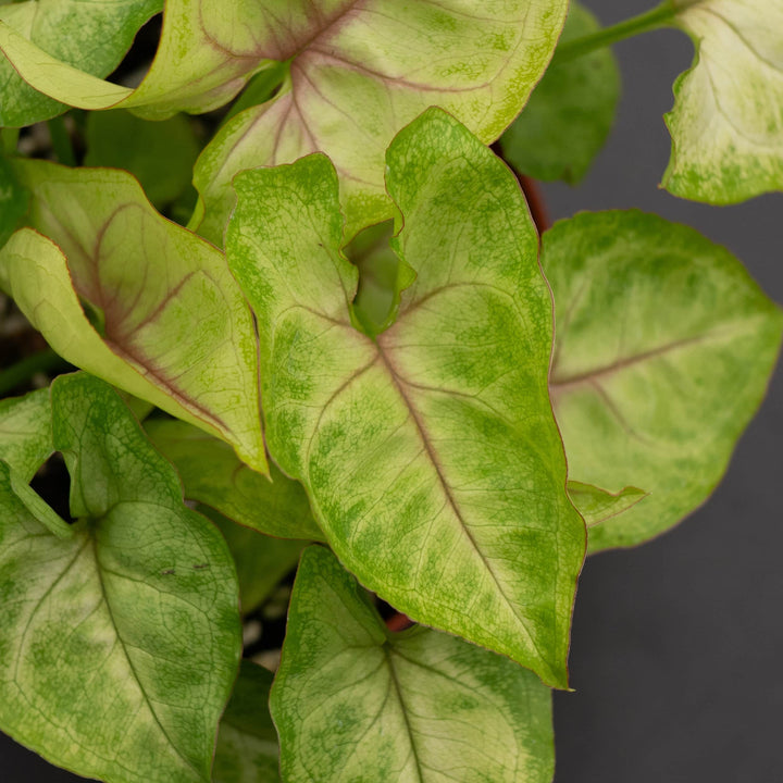 Gabriella Plants Syngonium Syngonium podophyllum 'Gold Allusion'