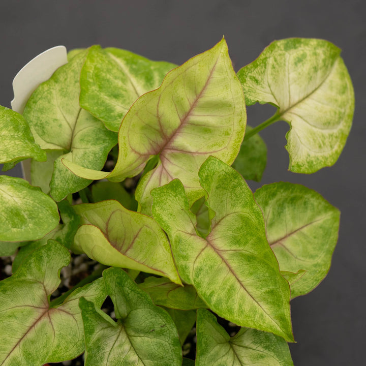 Gabriella Plants Syngonium Syngonium podophyllum 'Gold Allusion'
