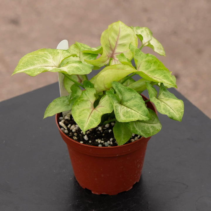 Gabriella Plants Syngonium Syngonium podophyllum 'Gold Allusion'