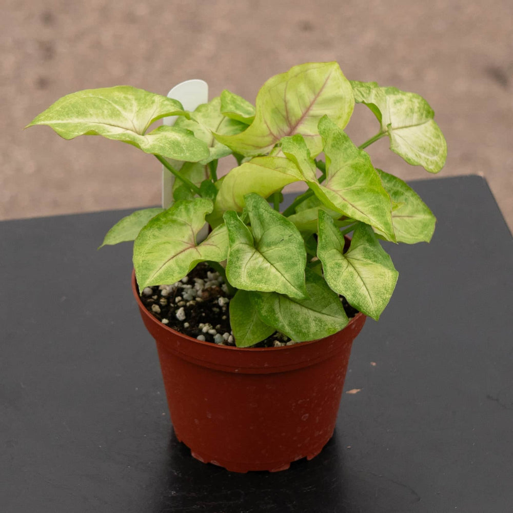 Gabriella Plants Syngonium Syngonium podophyllum 'Gold Allusion'