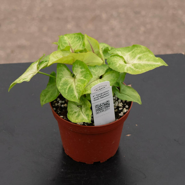 Gabriella Plants Syngonium Syngonium podophyllum 'Gold Allusion'