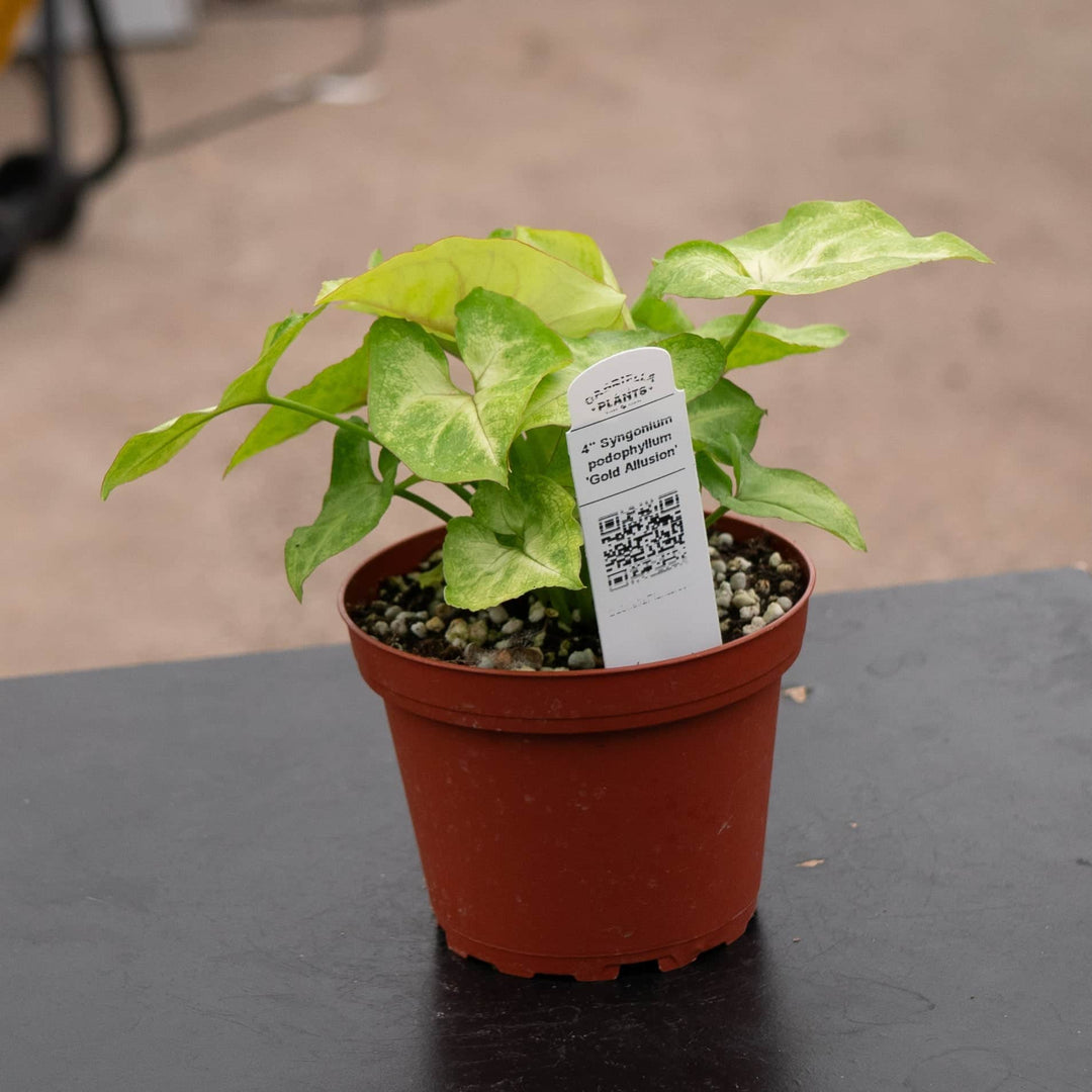 Gabriella Plants Syngonium 4" Syngonium podophyllum 'Gold Allusion'