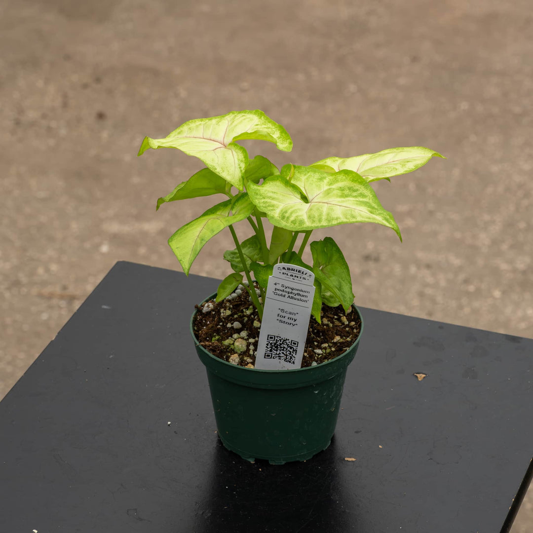 Gabriella Plants Syngonium 4" Syngonium podophyllum 'Gold Allusion'