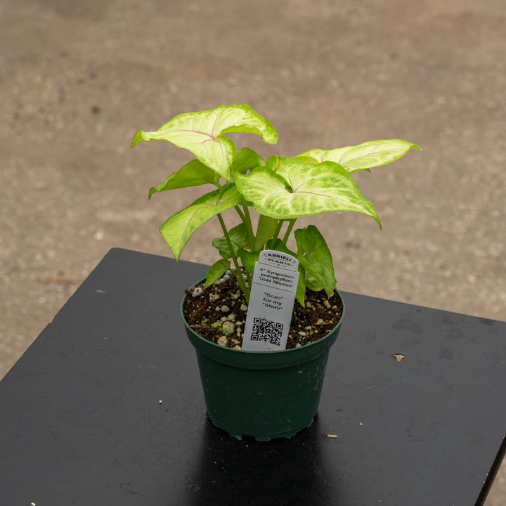 Gabriella Plants Syngonium 4" Syngonium podophyllum &