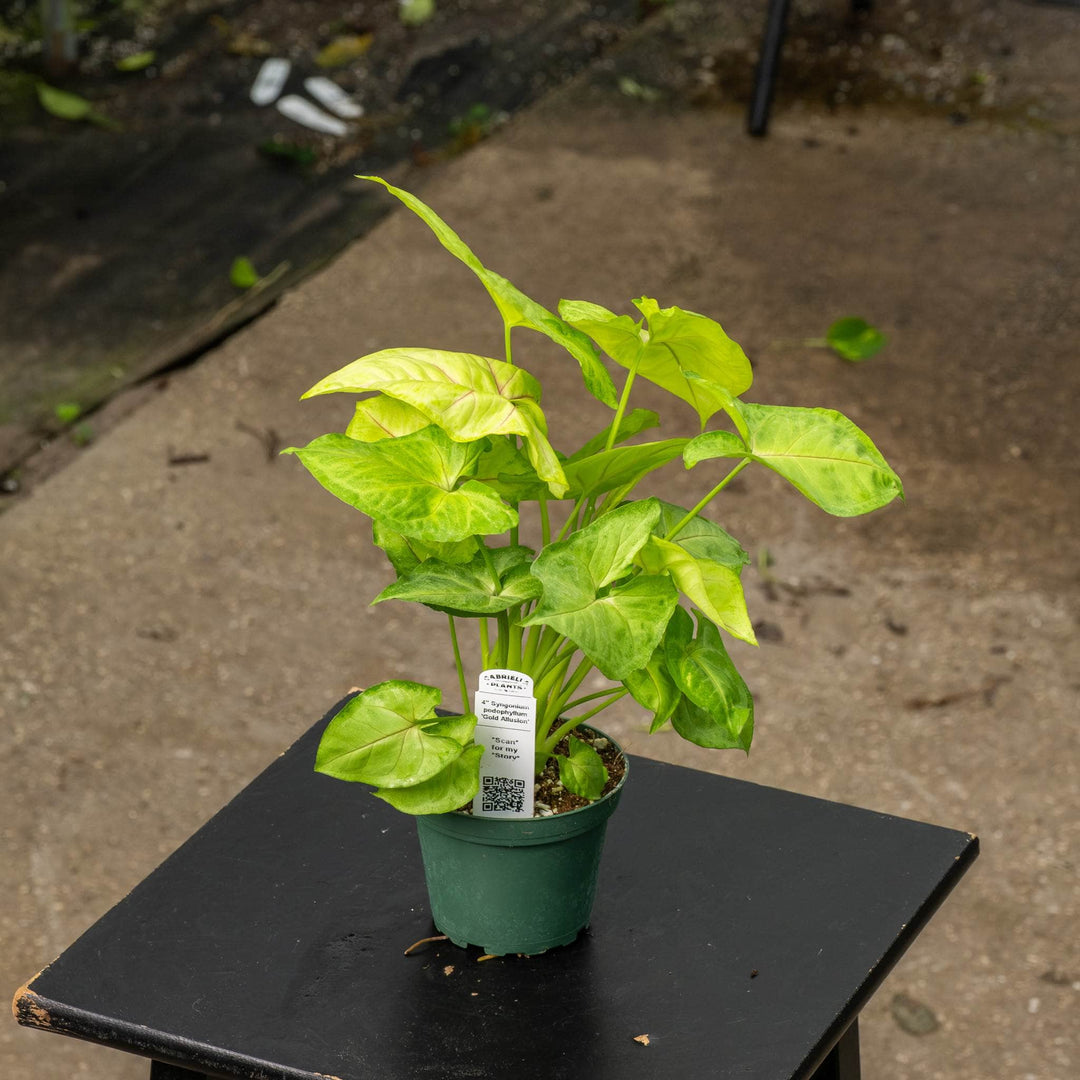 Gabriella Plants Syngonium 4" Syngonium podophyllum 'Gold Allusion'