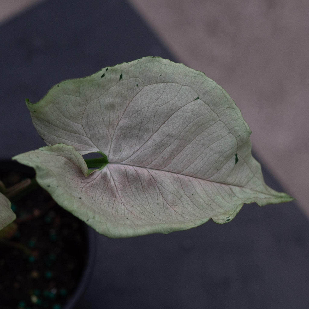 Gabriella Plants Syngonium 4" Syngonium podophyllum ‘Green Splash’