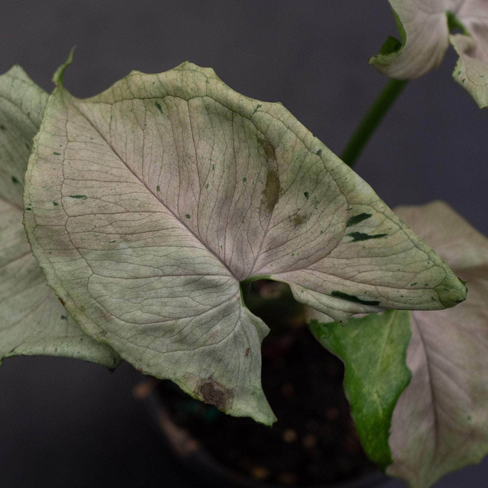 Gabriella Plants Syngonium 4" Syngonium podophyllum ‘Green Splash’