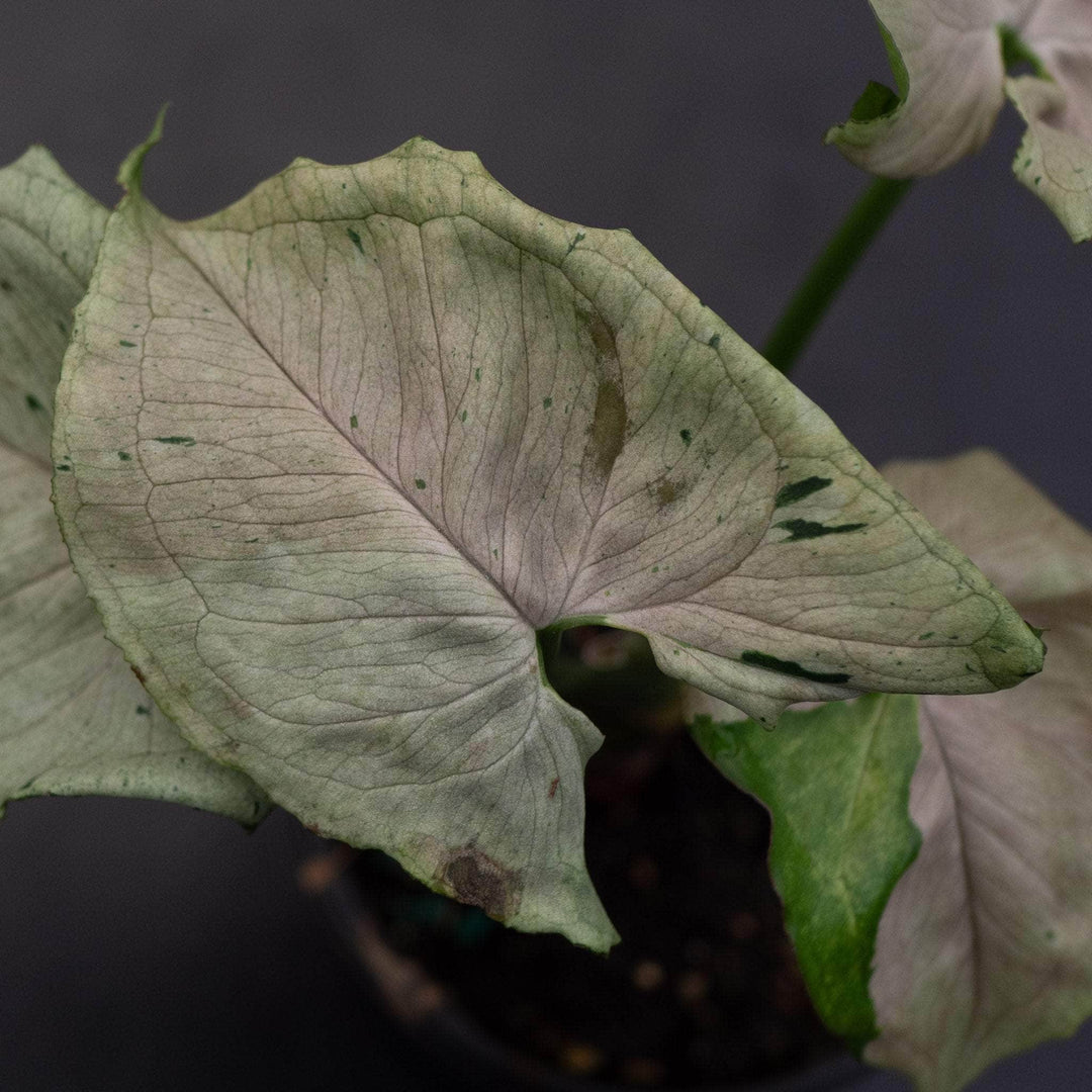 Gabriella Plants Syngonium 4" Syngonium podophyllum ‘Green Splash’