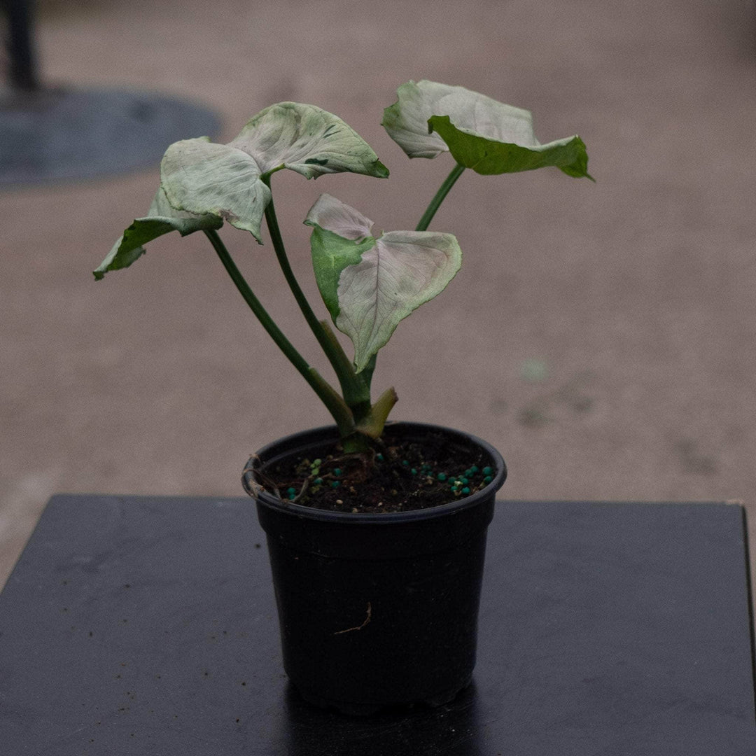 Gabriella Plants Syngonium 4" Syngonium podophyllum ‘Green Splash’