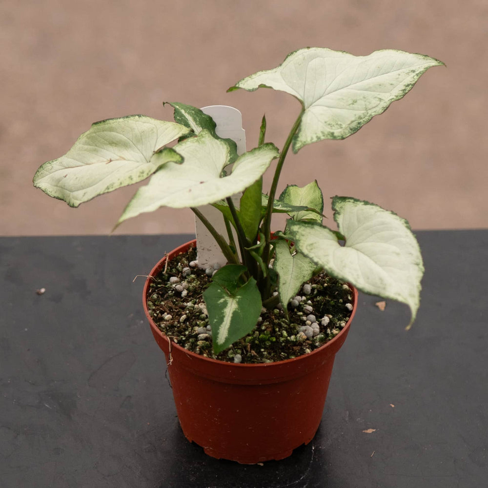 Gabriella Plants Syngonium Syngonium podophyllum 'Holly M'