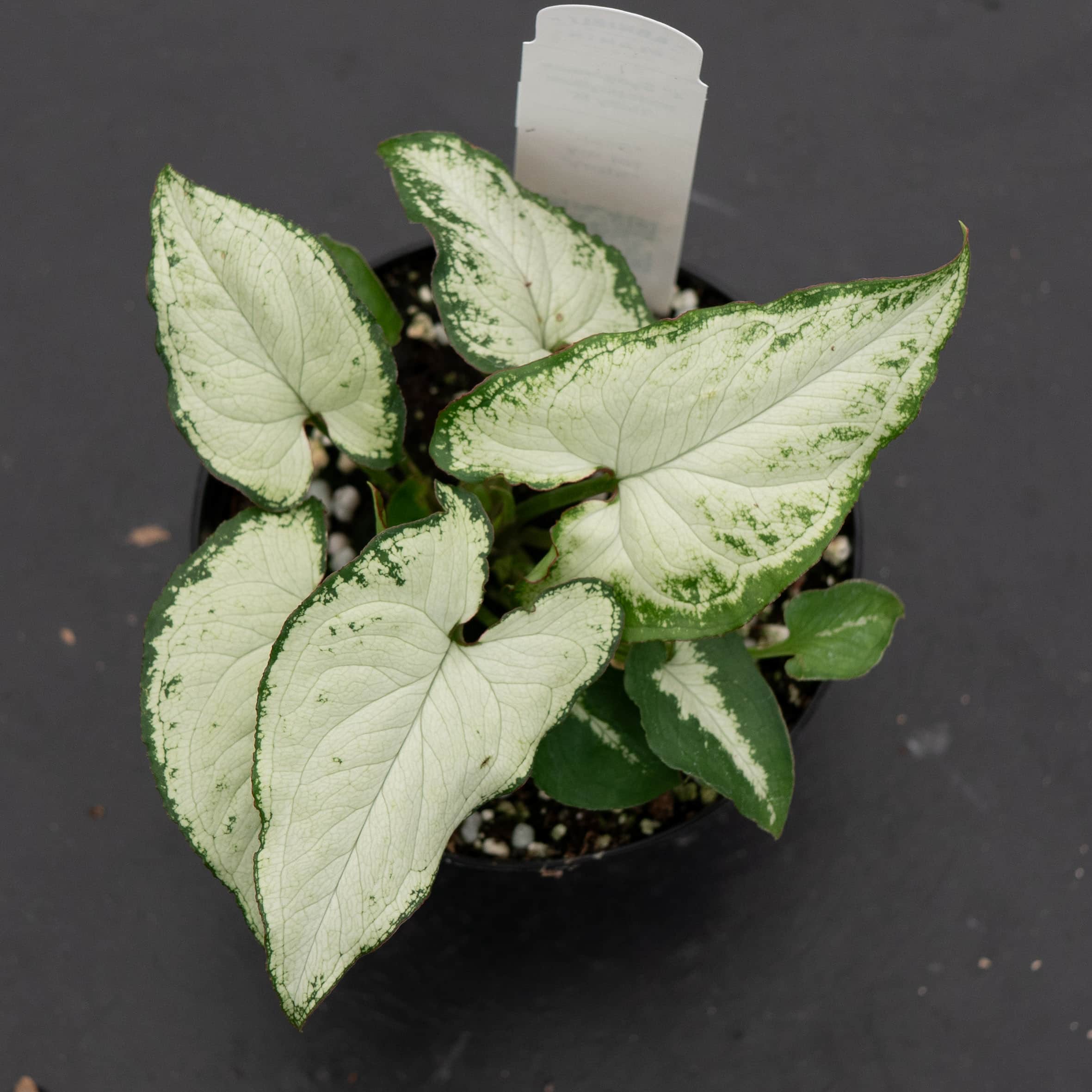 Gabriella Plants Syngonium podophyllum