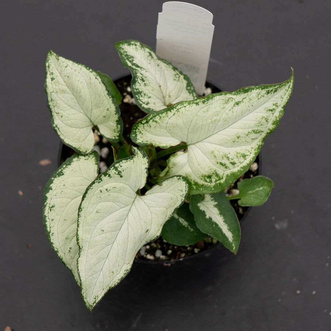 Gabriella Plants Syngonium Syngonium podophyllum 'Holly M'