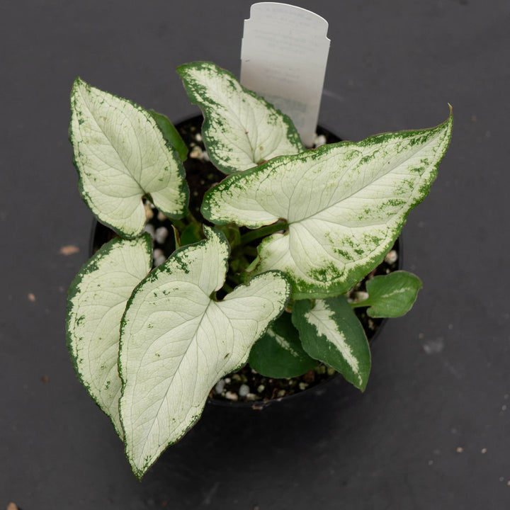 Gabriella Plants Syngonium Syngonium podophyllum 'Holly M'