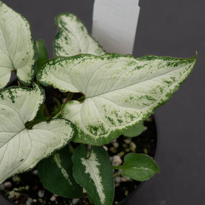 Gabriella Plants Syngonium Syngonium podophyllum 'Holly M'