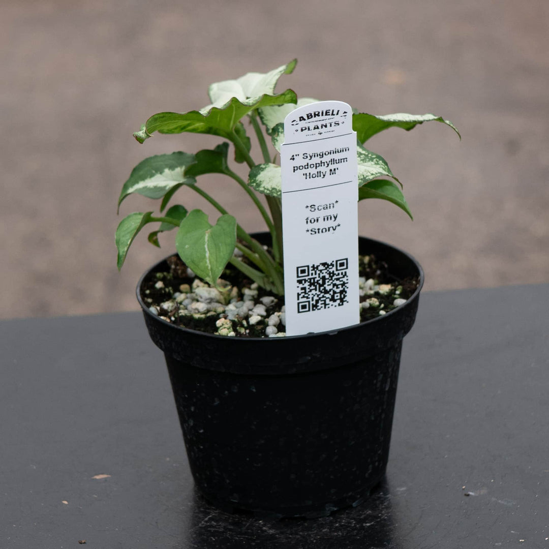 Gabriella Plants Syngonium Syngonium podophyllum 'Holly M'