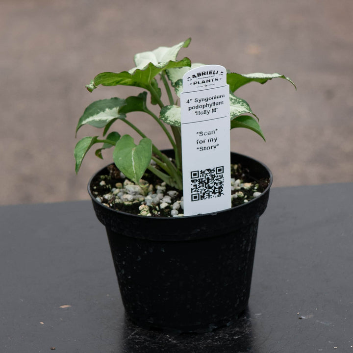 Gabriella Plants Syngonium Syngonium podophyllum 'Holly M'