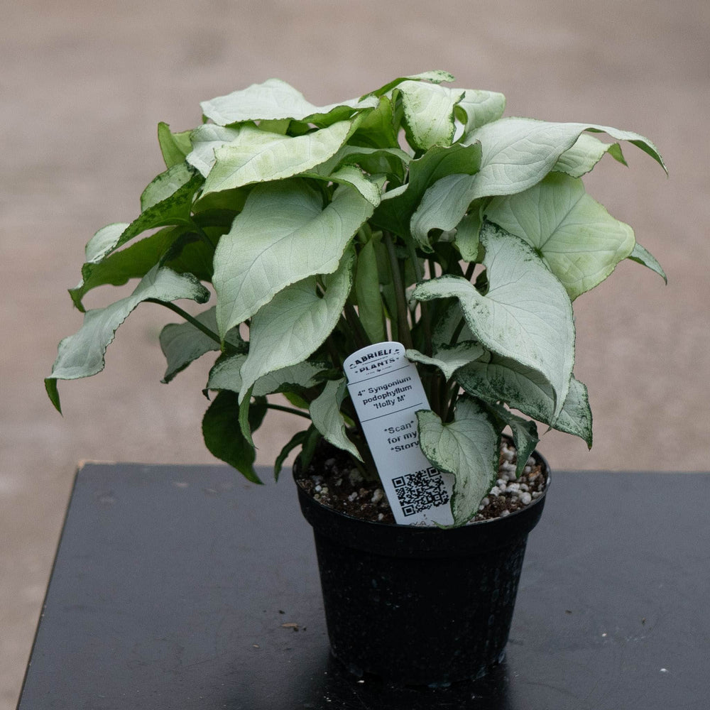 Gabriella Plants Syngonium Syngonium podophyllum 'Holly M'