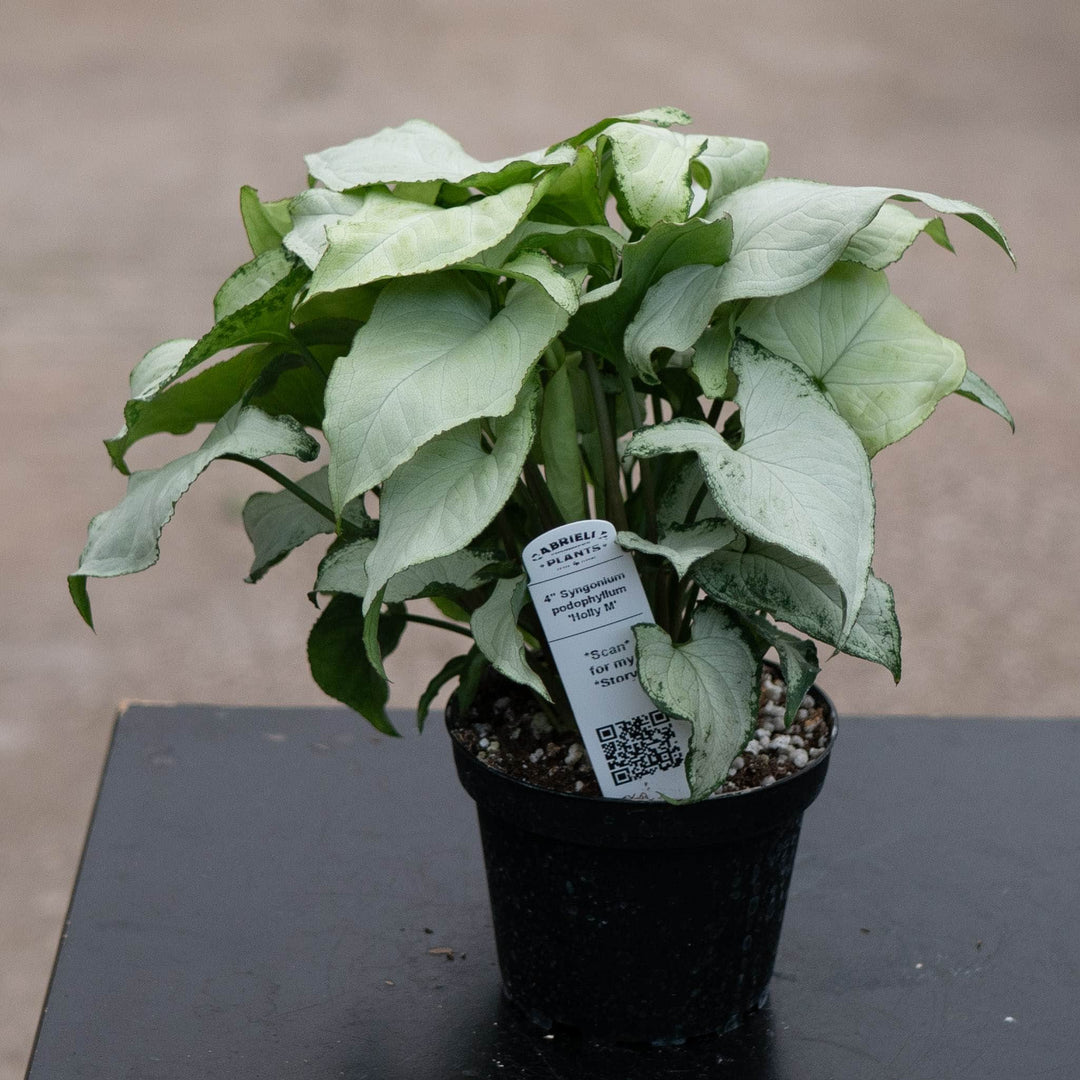 Gabriella Plants Syngonium Syngonium podophyllum &