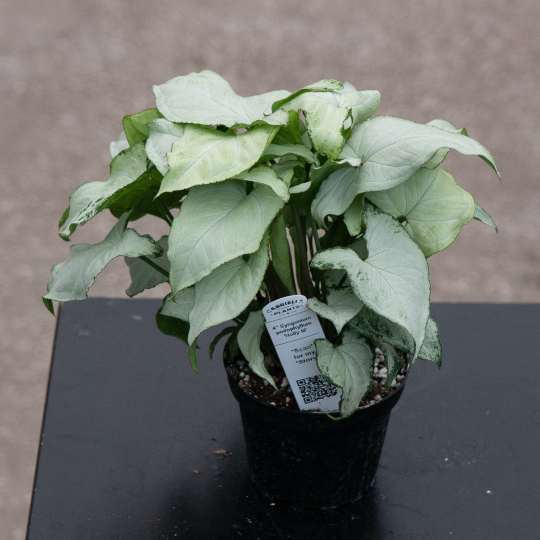 Gabriella Plants Syngonium Syngonium podophyllum &