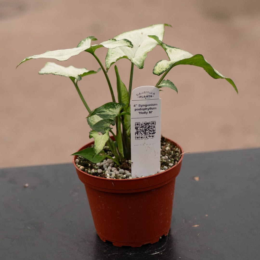 Gabriella Plants Syngonium 4" Syngonium podophyllum 'Holly M'