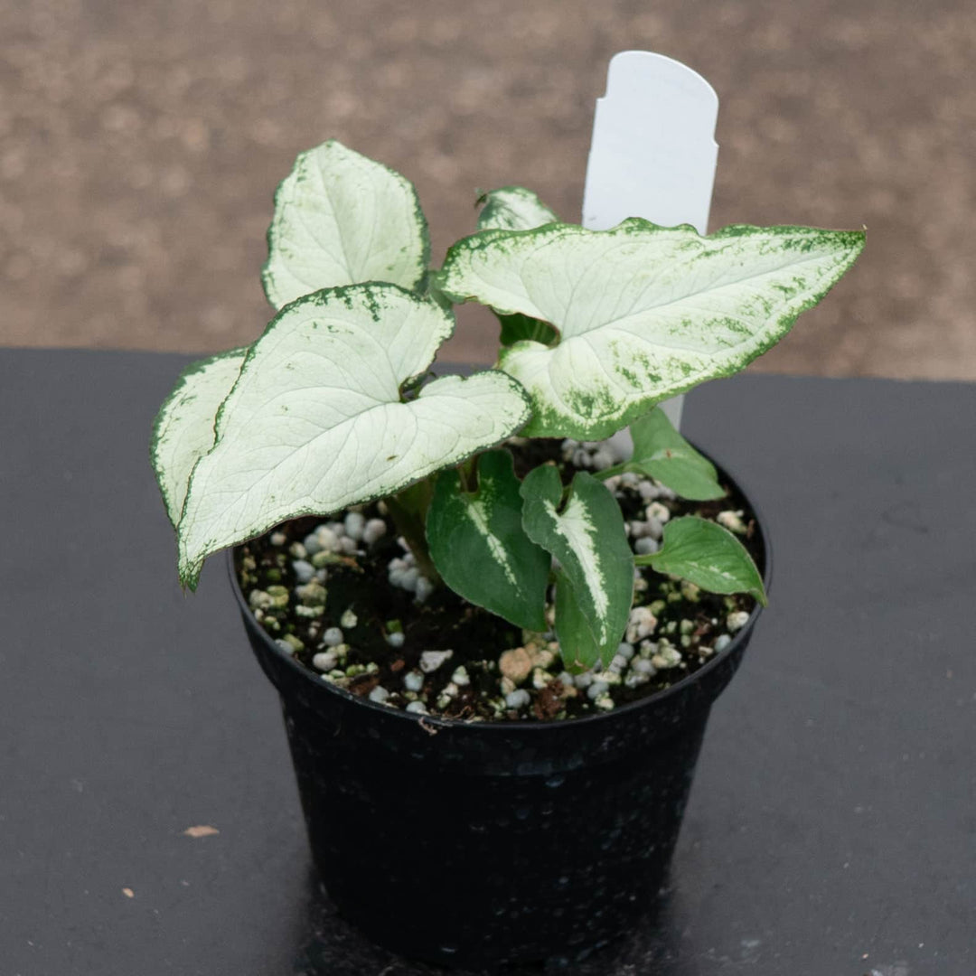Gabriella Plants Syngonium 4" Syngonium podophyllum 'Holly M'