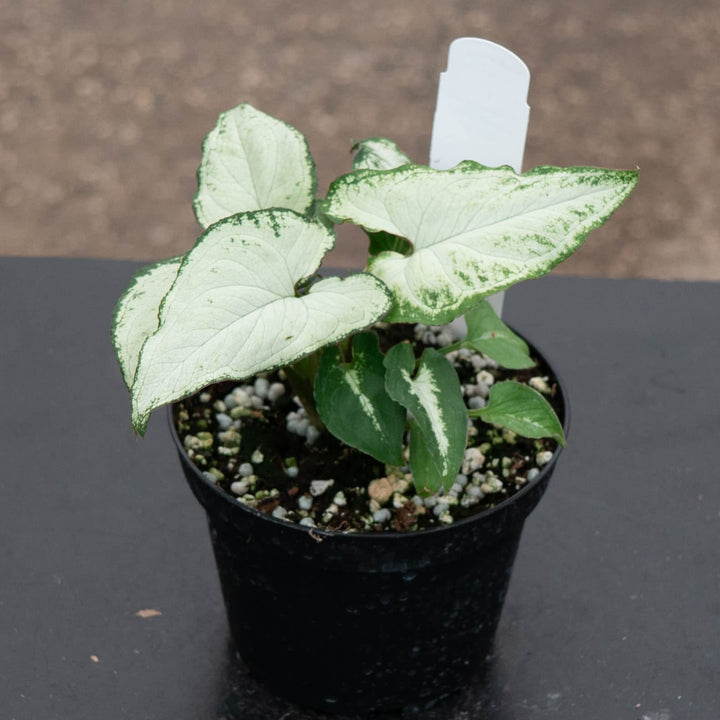 Gabriella Plants Syngonium 4" Syngonium podophyllum 'Holly M'