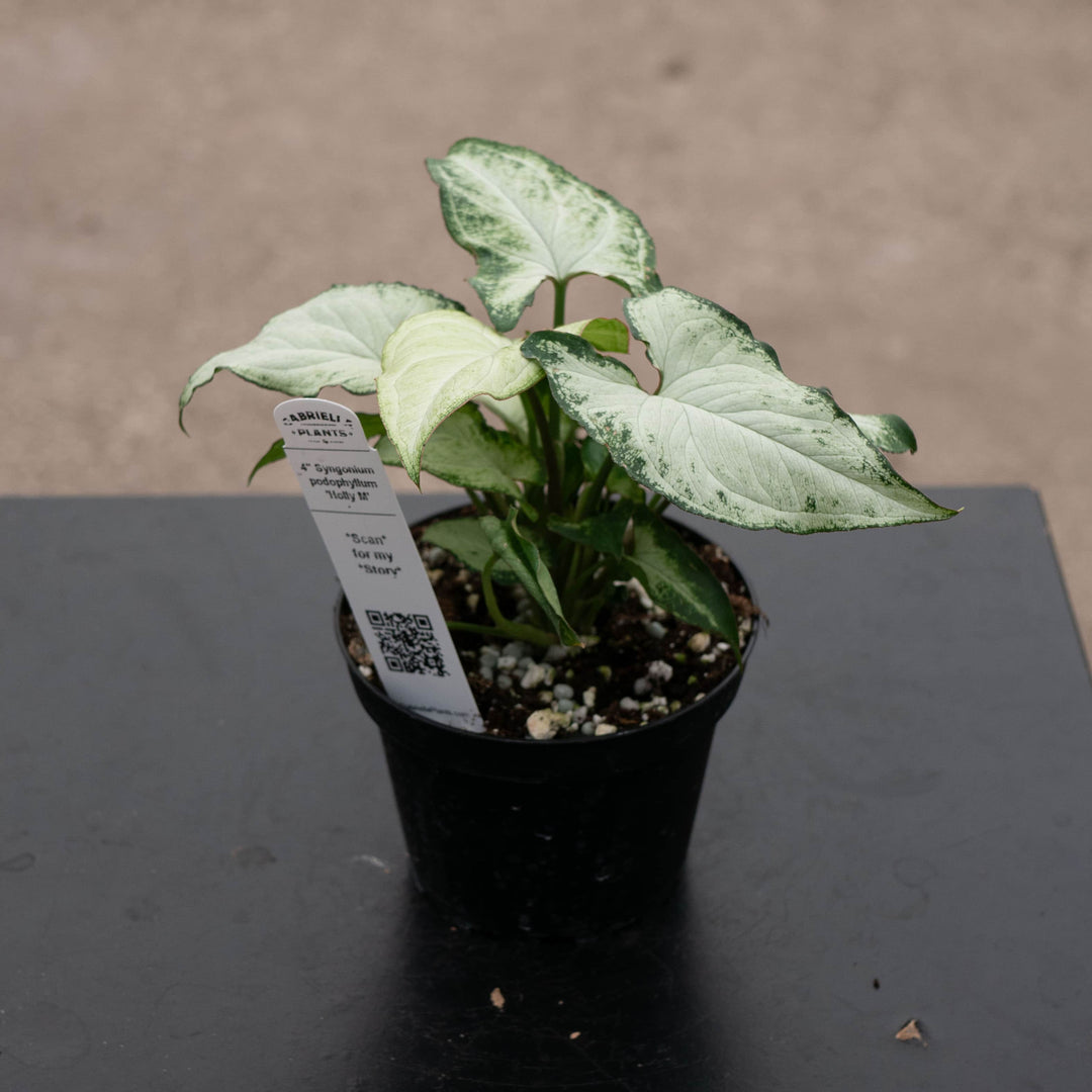 Gabriella Plants Syngonium 4" Syngonium podophyllum 'Holly M'