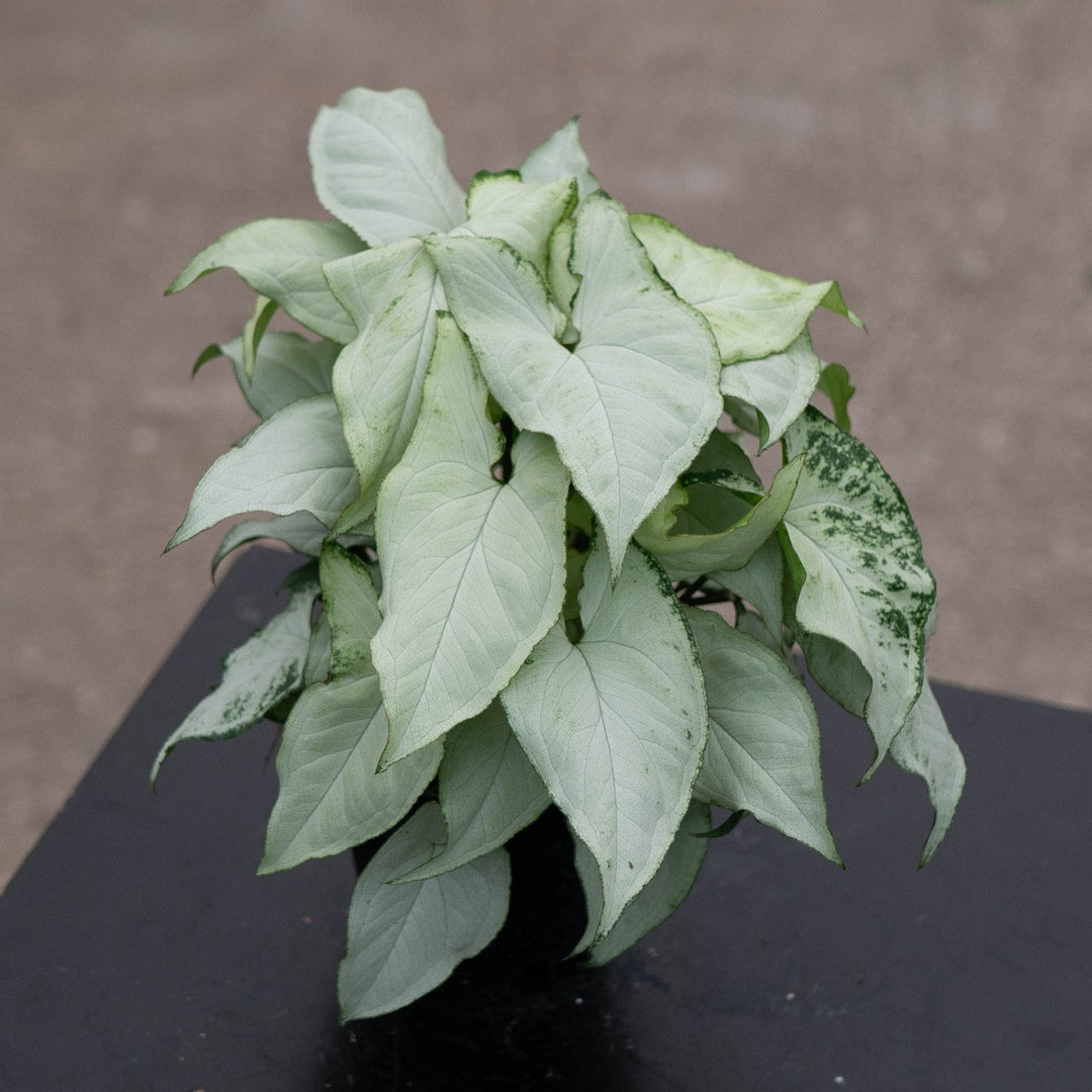 Gabriella Plants Syngonium 4" Syngonium podophyllum 'Holly M'