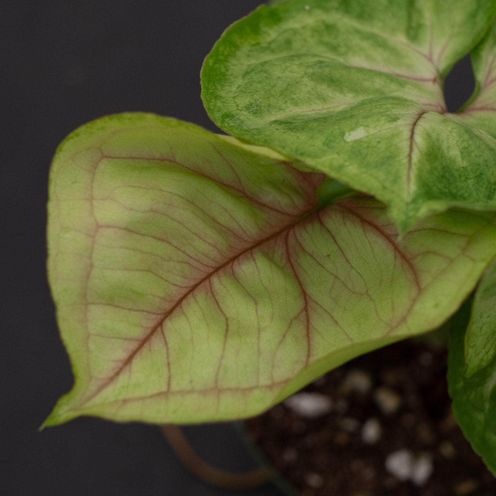Gabriella Plants Syngonium 4" Syngonium podophyllum 'Kiwi Delight'