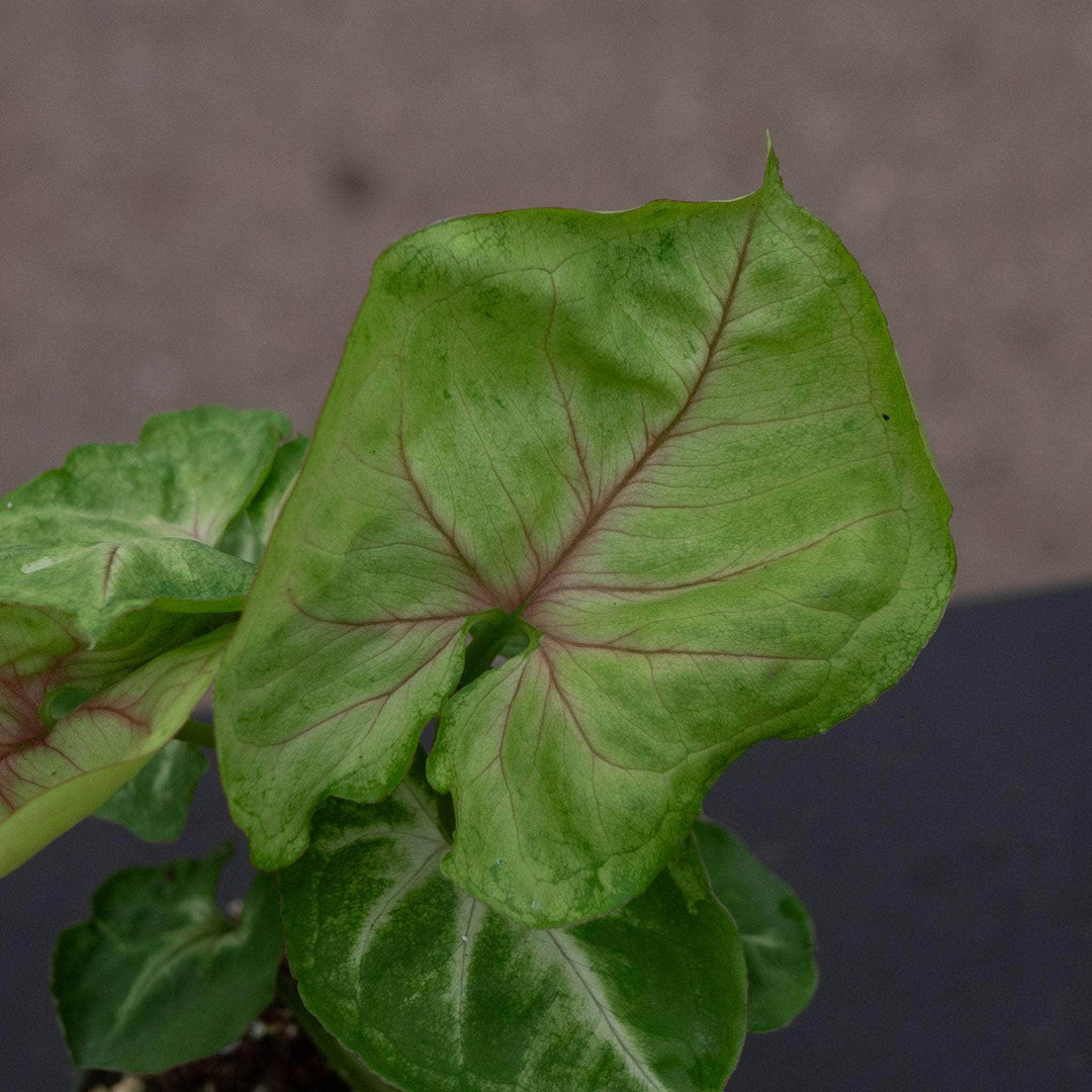 Gabriella Plants Syngonium 4" Syngonium podophyllum 'Kiwi Delight'