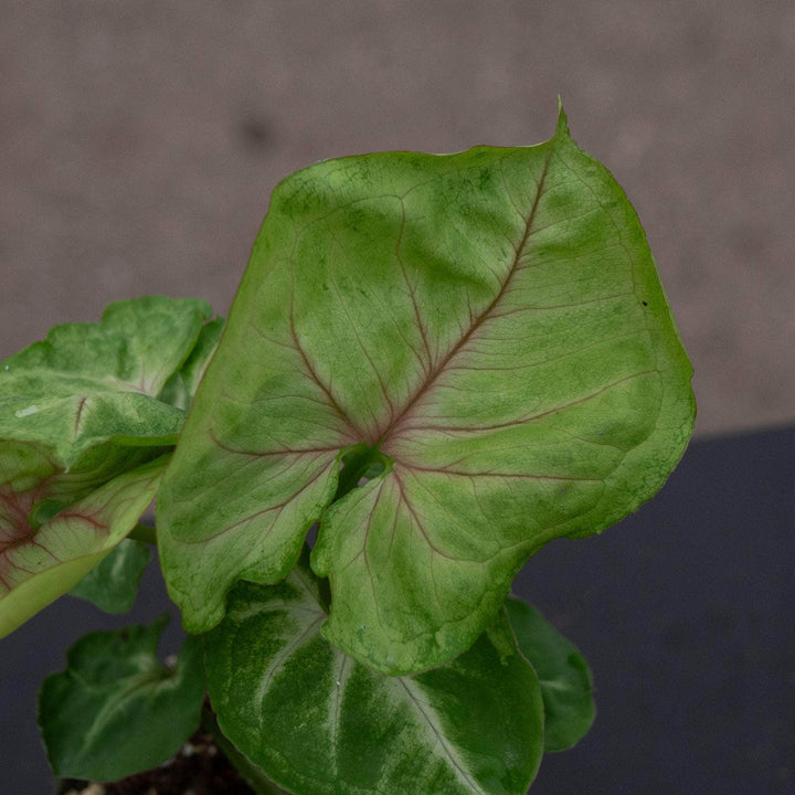Gabriella Plants Syngonium 4" Syngonium podophyllum 'Kiwi Delight'