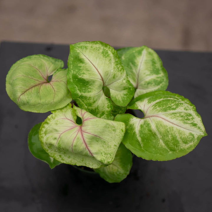Gabriella Plants Syngonium 4" Syngonium podophyllum 'Kiwi Delight'