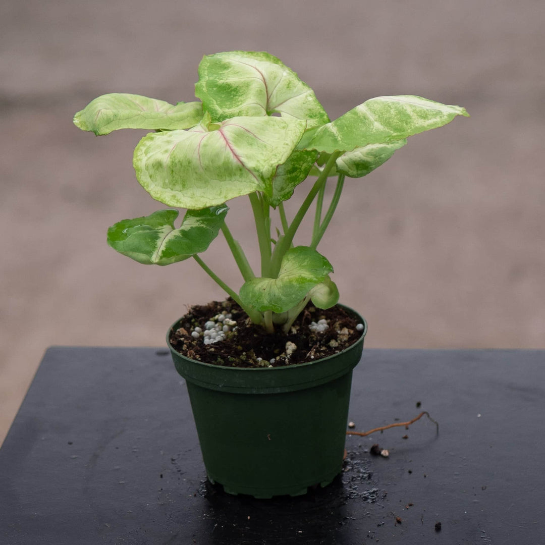 Gabriella Plants Syngonium 4" Syngonium podophyllum 'Kiwi Delight'