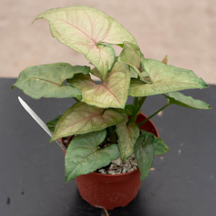 Gabriella Plants Syngonium Syngonium podophyllum 'Mango Allusion'