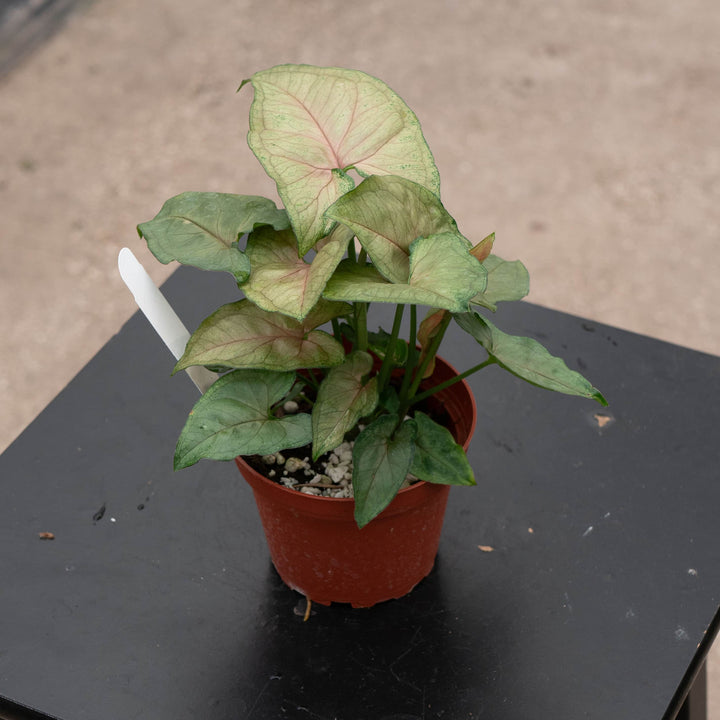 Gabriella Plants Syngonium 4" Syngonium podophyllum 'Mango Allusion'