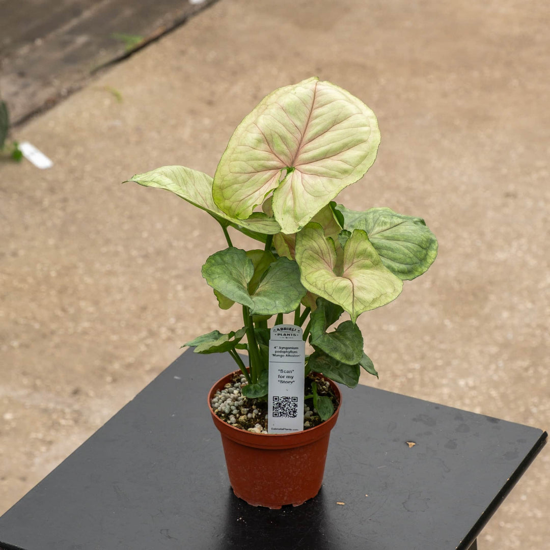 Gabriella Plants Syngonium 4" Syngonium podophyllum 'Mango Allusion'