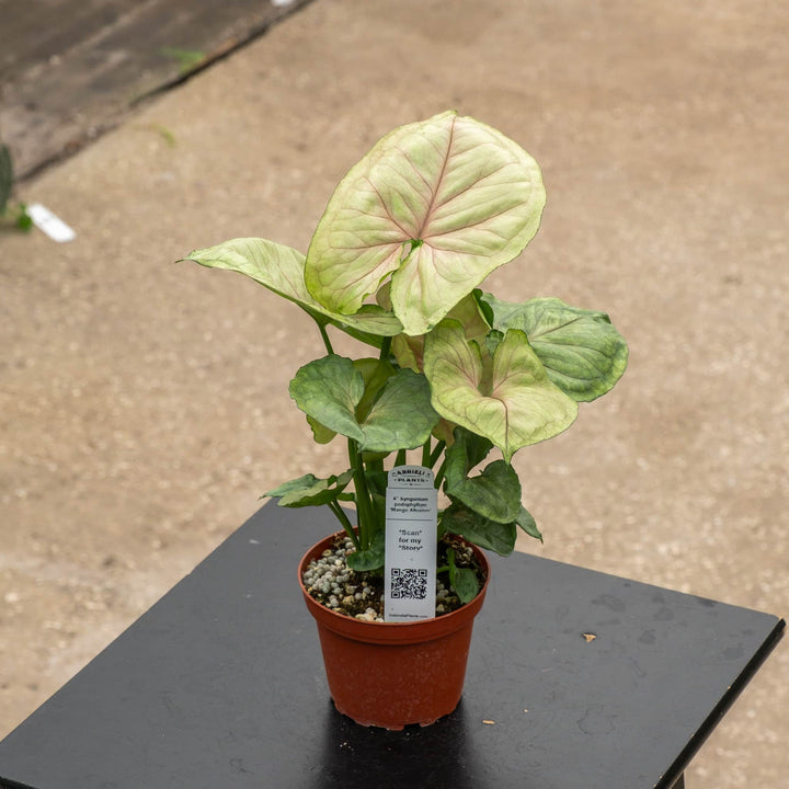 Gabriella Plants Syngonium 4" Syngonium podophyllum &