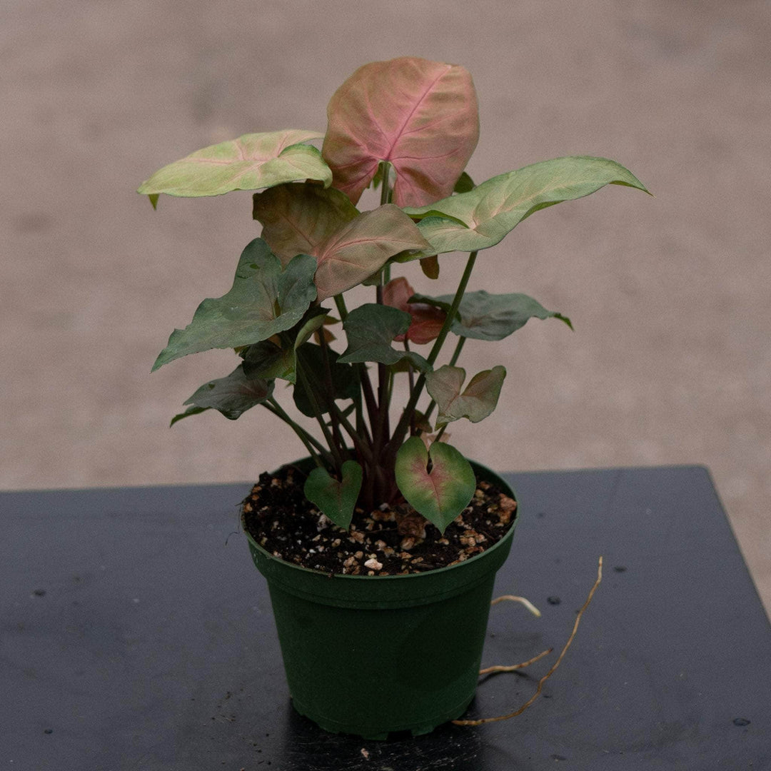 Gabriella Plants Syngonium 4" Syngonium podophyllum ‘Merry Maria’