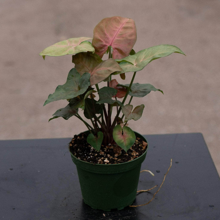 Gabriella Plants Syngonium 4" Syngonium podophyllum ‘Merry Maria’