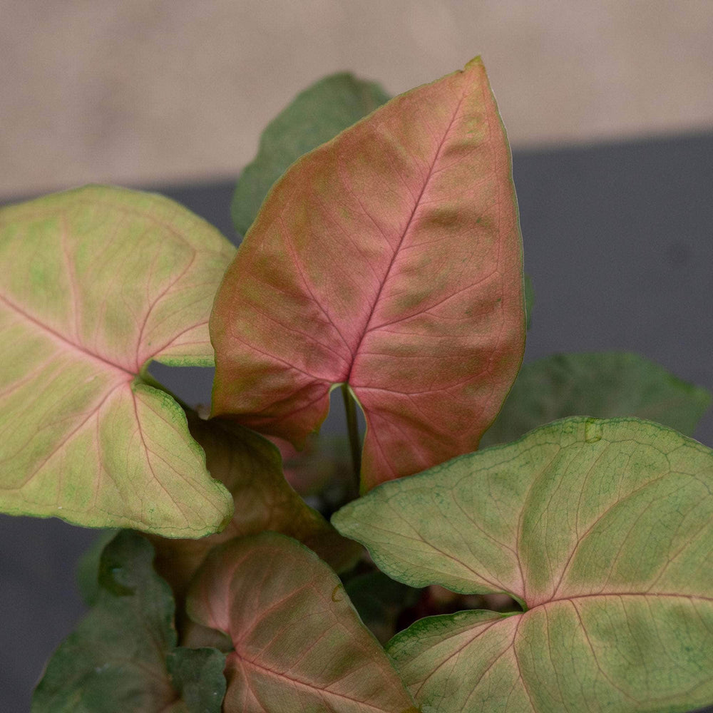 Gabriella Plants Syngonium 4" Syngonium podophyllum ‘Merry Maria’