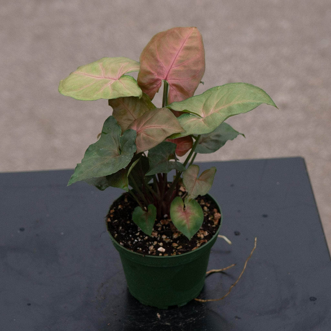 Gabriella Plants Syngonium 4" Syngonium podophyllum ‘Merry Maria’