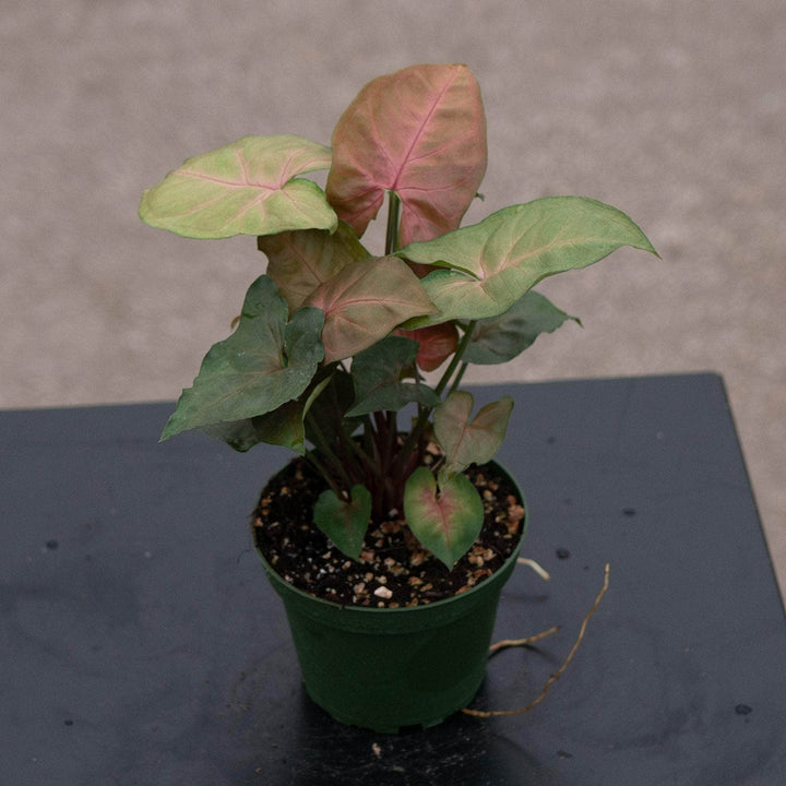 Gabriella Plants Syngonium 4" Syngonium podophyllum ‘Merry Maria’