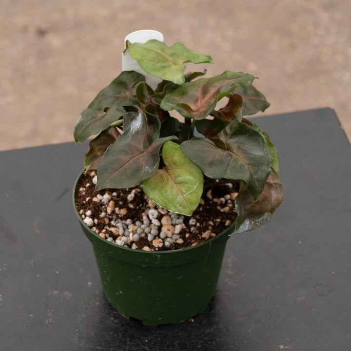 Gabriella Plants Syngonium 4" Syngonium podophyllum ‘Merry Maria’