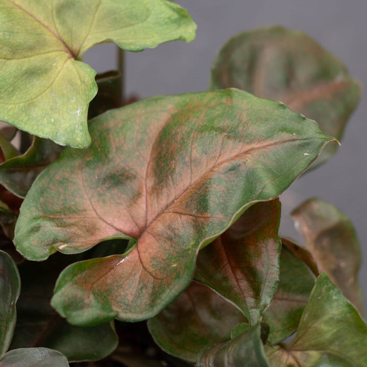 Gabriella Plants Syngonium 4" Syngonium podophyllum ‘Merry Maria’
