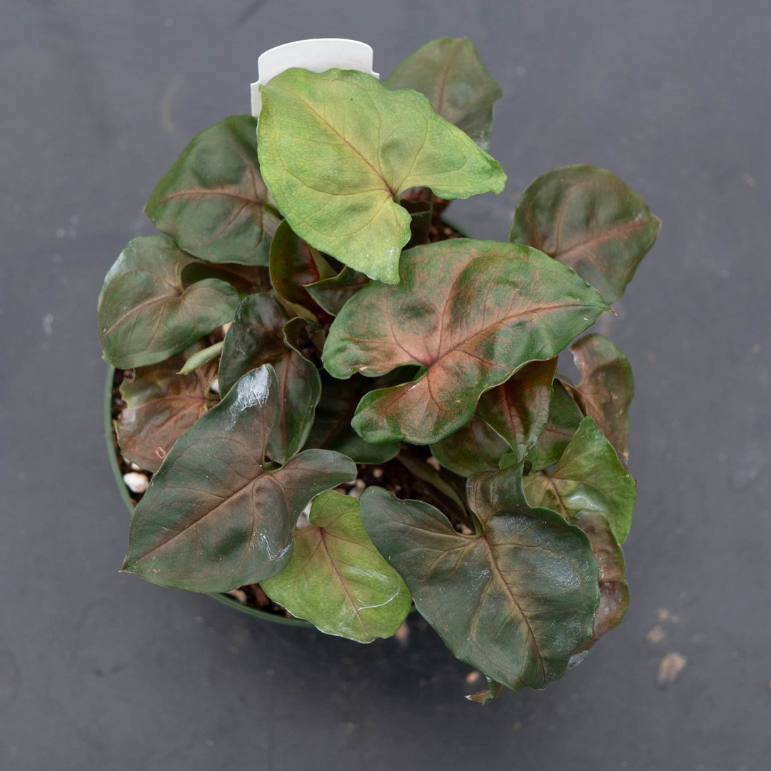 Gabriella Plants Syngonium 4" Syngonium podophyllum ‘Merry Maria’