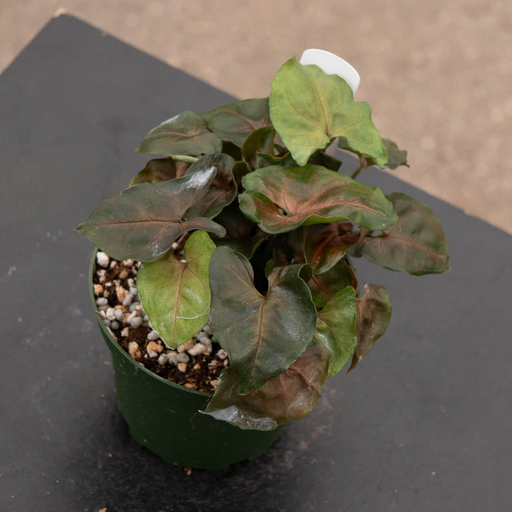 Gabriella Plants Syngonium 4" Syngonium podophyllum ‘Merry Maria’