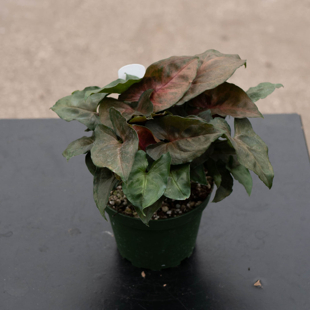 Gabriella Plants Syngonium 4" Syngonium podophyllum ‘Merry Maria’